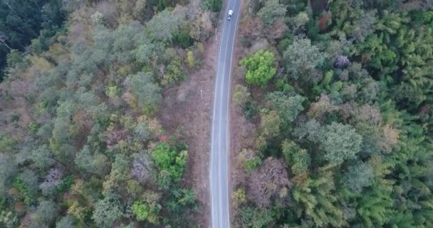 Antenn Skott Bil Körning Genom Skogsväg Drone Resor Landsbygden Äventyr — Stockvideo