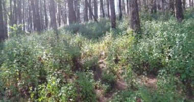 Sırt çantası ile tropikal ormanda yürüyüş genç adam. Orman yolu yürüyüş sırt çantası ile erkek fiyatı.