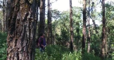 Sırt çantası ile tropikal ormanda yürüyüş genç adam. Orman yolu yürüyüş sırt çantası ile erkek fiyatı.