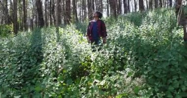 Sırt çantası ile tropikal ormanda yürüyüş genç adam. Orman yolu yürüyüş sırt çantası ile erkek fiyatı.