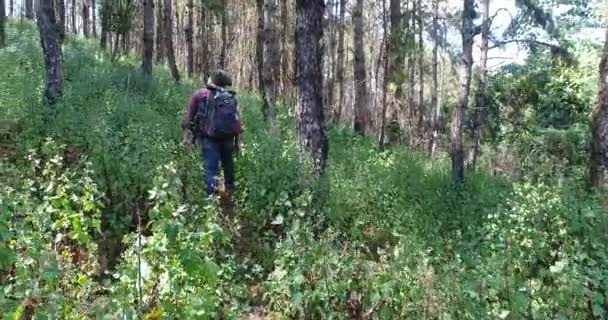 年轻男子在热带丛林的背包徒步旅行 男性的徒步旅行者背包漫步森林步道 — 图库视频影像