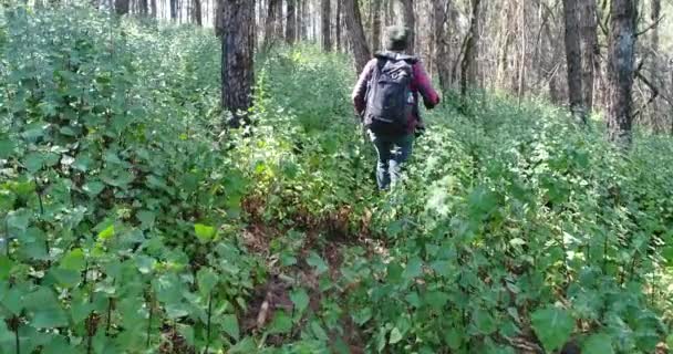 年轻男子在热带丛林的背包徒步旅行 男性的徒步旅行者背包漫步森林步道 — 图库视频影像