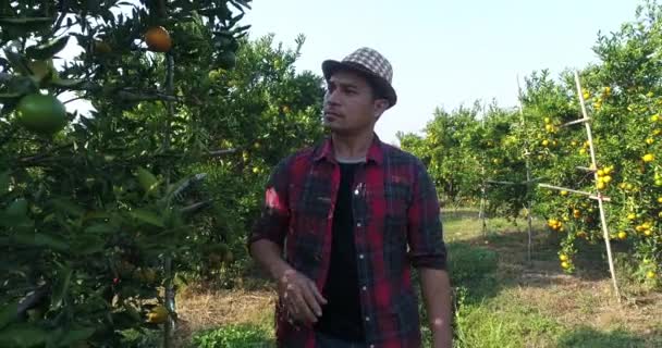 Hombre Granjero Mira Naranja Árbol Jardín Naranja — Vídeo de stock