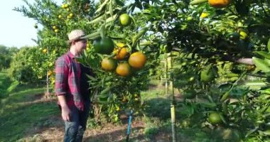 Çiftçi bak portakal ağacı portakal bahçesi