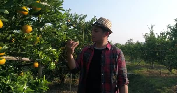 Homem Agricultor Olhar Laranja Árvore Jardim Laranja — Vídeo de Stock