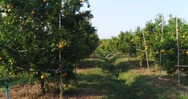 Çiftçi bak portakal ağacı portakal bahçesi