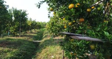 Portakal bahçesinde portakal ağacı bak çiftçi kadın