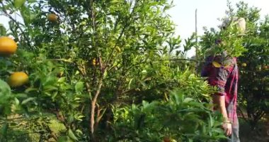 Çiftçi bak portakal ağacı portakal bahçesi