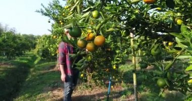 Çiftçi bak portakal ağacı portakal bahçesi