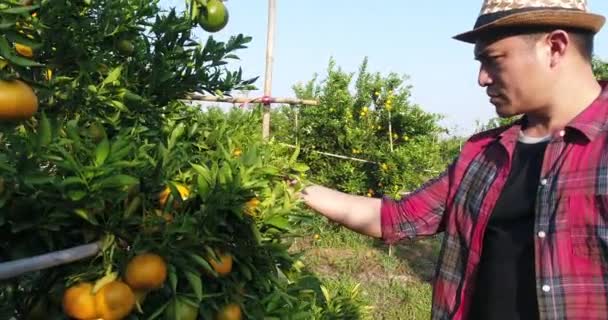 農家の女性は オレンジ色の庭でオレンジの木を見る — ストック動画