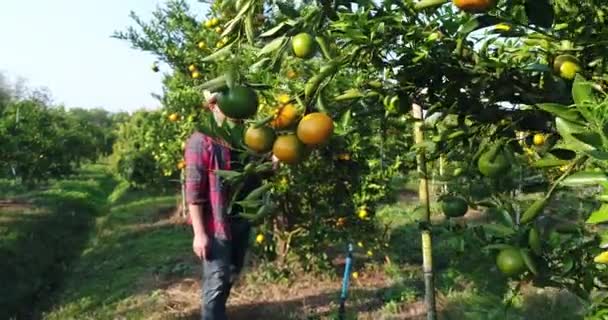 Hombre Granjero Mira Naranja Árbol Jardín Naranja — Vídeo de stock