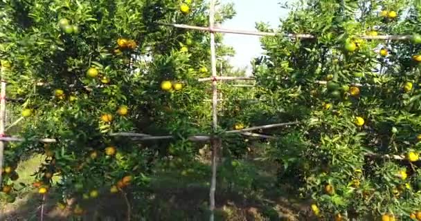 Помаранчеве Дерево Оранжевій Фермі — стокове відео