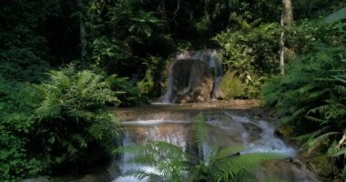 Şelaleler Dağları bol ormanları'nda. Ormanın derinliklerinde akan dere.