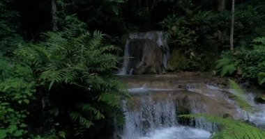 Şelaleler Dağları bol ormanları'nda. Ormanın derinliklerinde akan dere.