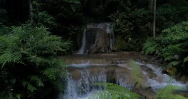 Şelaleler Dağları bol ormanları'nda. Ormanın derinliklerinde akan dere.