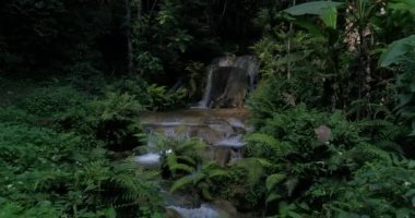 Şelaleler Dağları bol ormanları'nda. Ormanın derinliklerinde akan dere.