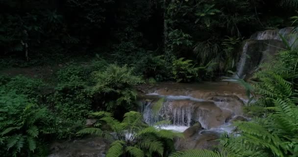 Cascate Montagna Foreste Abbondanti Torrente Che Scorre Nella Foresta — Video Stock