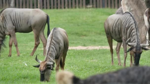 Der Zoo Umfasst Viele Tierarten — Stockvideo