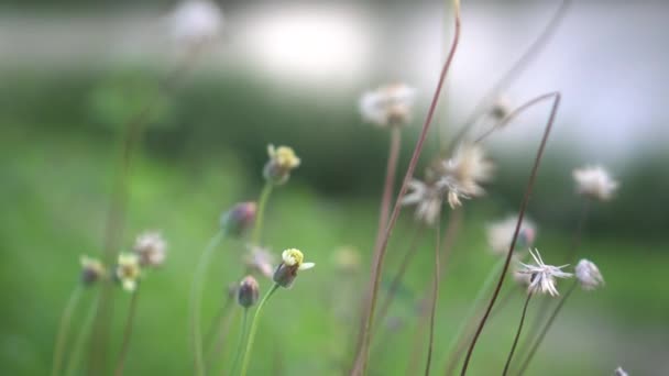 Dzika Trawa Trawy Środowisku Naturalnym Niektóre Kwiaty Lesie — Wideo stockowe