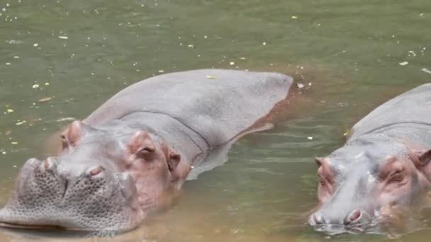 Hipopotam Jeziorze — Wideo stockowe