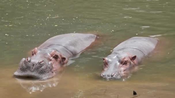 Hippopotame Dans Lac — Video