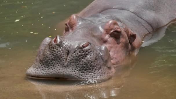 Hippopotame Dans Lac — Video