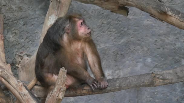 Macaco Selvagem Rhesus Floresta — Vídeo de Stock