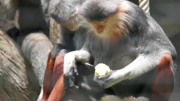 Singe Rhésus Sauvage Dans Forêt — Video