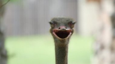 Devekuşu devekuşu çiftliğinde görüntüsünü kapatmak