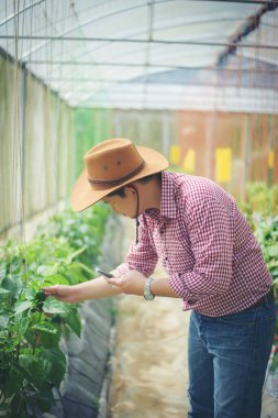 Çiftçi elini kapat bahçeye biber bitkisi koy..