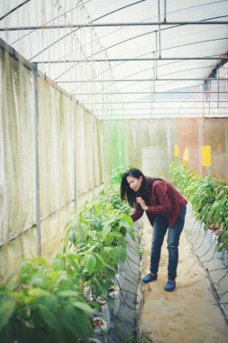 Çiftçi kadınlar bahçede kırmızı biber yetiştiriyorlar..