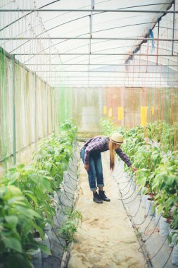 Çiftçi kadınlar bahçede kırmızı biber yetiştiriyorlar..