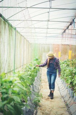 Çiftçi kadınlar bahçede kırmızı biber yetiştiriyorlar..