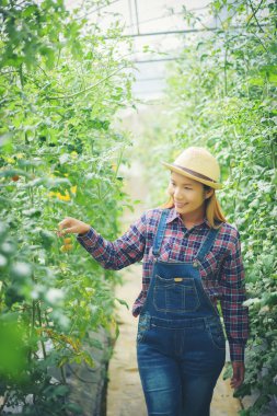 Mutfak bahçesinde domates toplayan bir kadın