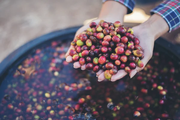 Närbild Röda Bär Kaffebönor Jordbrukaren Hand — Stockfoto