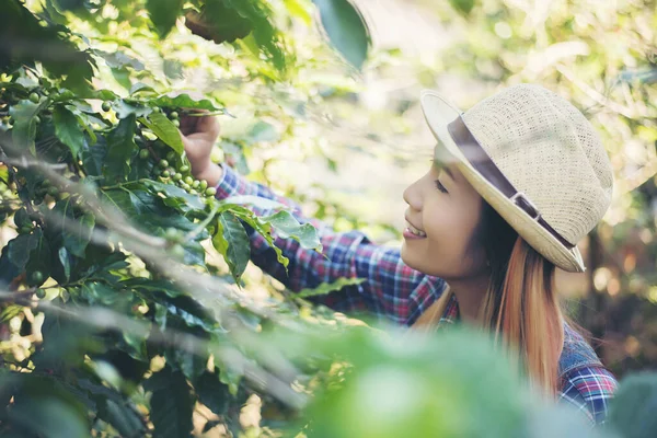 Mooie Vrouw Het Oogsten Van Koffiebessen Koffie Boerderij — Stockfoto