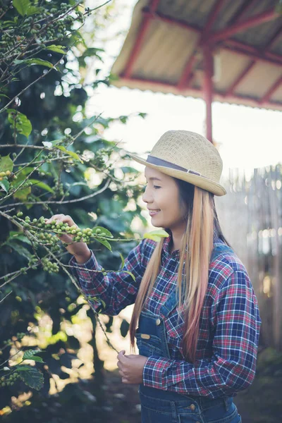 Mooie Vrouw Het Oogsten Van Koffiebessen Koffie Boerderij — Stockfoto