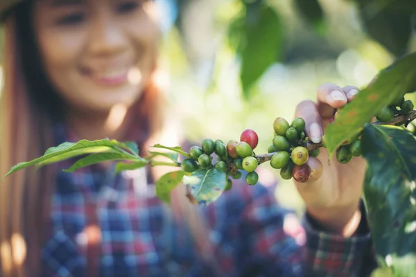 Vrouw Hand Het Oogsten Van Koffiebonen Picking Koffieboon Van Koffieboom — Stockfoto