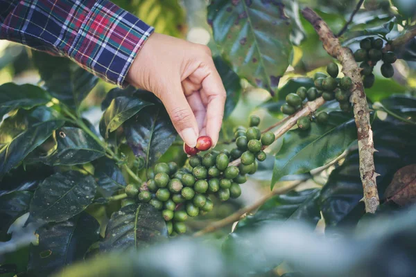 Kvinna Hand Skördar Kaffebönor Plocka Kaffebönor Från Kaffeträd — Stockfoto