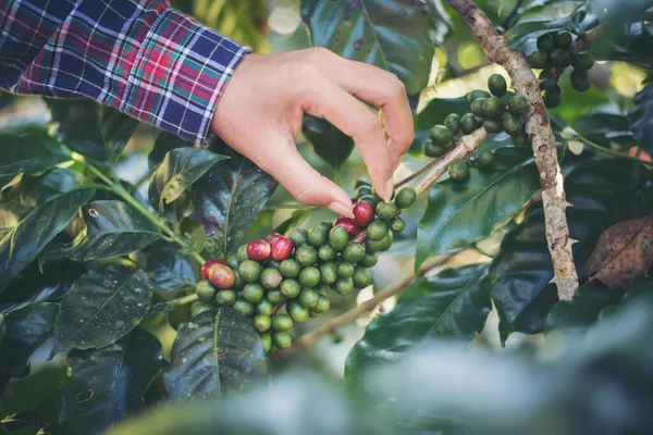 Kvinna Hand Skördar Kaffebönor Plocka Kaffebönor Från Kaffeträd — Stockfoto