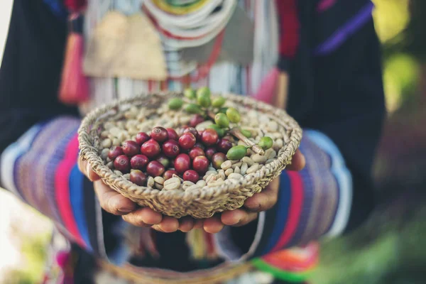 Röda Bär Kaffebönor Korg Trä — Stockfoto