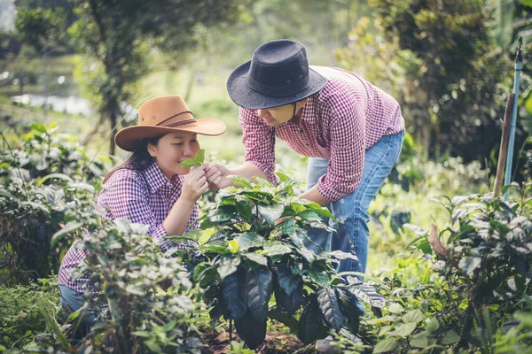 Jonge Boerenboom Tuin — Stockfoto