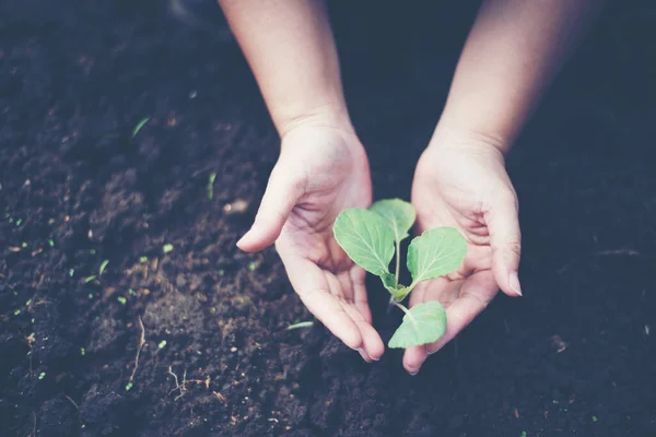 Dos Manos Los Hombres Sostenían Plántulas Para Ser Plantadas — Foto de Stock