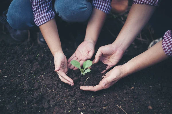 Agricultor Plantando Árbol Jardín — Foto de Stock