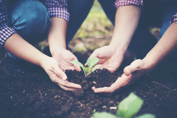 Agricultor Plantando Árbol Jardín — Foto de Stock