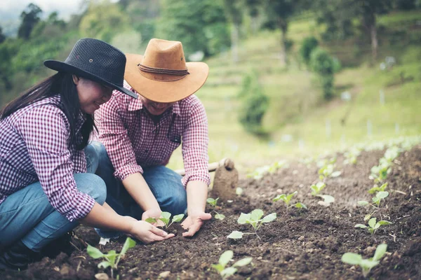 Boer Planten Boom Tuin — Stockfoto