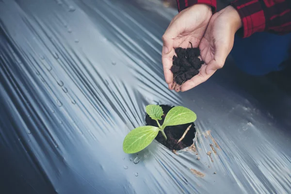 Joven Mano Plantación Árboles Jóvenes Suelo Negro Como Concepto Salvar — Foto de Stock