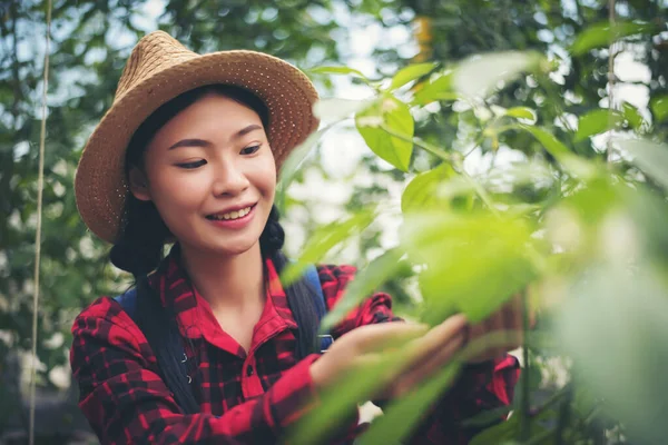 Zamknij Się Kobiety Rolnik Ręka Prowadzenie Chili Pieprz Roślin Ogrodzie — Zdjęcie stockowe
