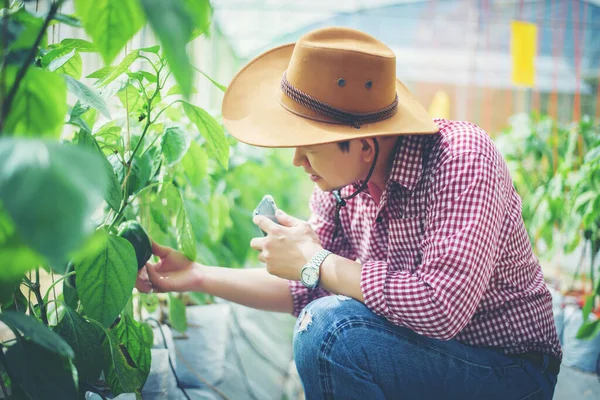 Close Men Farmer Hand Keeping Chilli Pepper Plant Garden — Stock Photo, Image