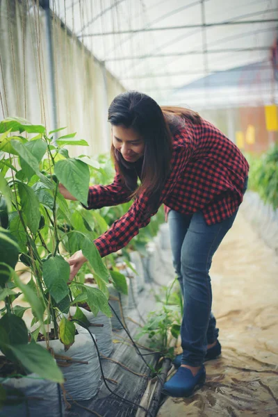Boer Vrouwen Hand Houden Chili Peper Plant Tuin — Stockfoto